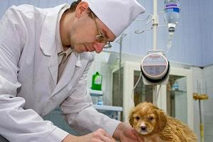 Выбор ветеринарной клиники для лечения животных. Нюансы и рекомендации по выбору ветеринарного врача