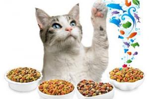 Как выбрать корм для своей кошки?