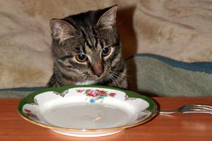 Как кормить кошку натуральным сырым кормом?