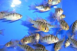 Как правильно кормить аквариумных рыбок?