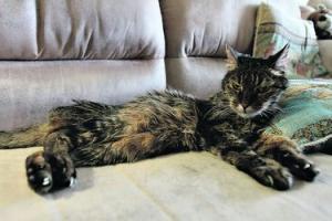 Кот Полосатик самый старый кот в мире