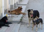 Города Татарстана терроризируют стаи бродячих животных