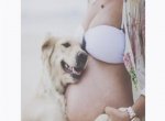 Чувствуют ли собаки беременность