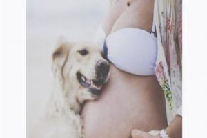 Чувствуют ли собаки беременность