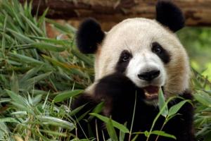 Бамбуковая диета панд
