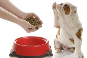 Полноценное питание собак и кошек: потребность в белках
