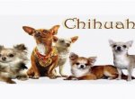 Как и чем кормить щенка чихуахуа
