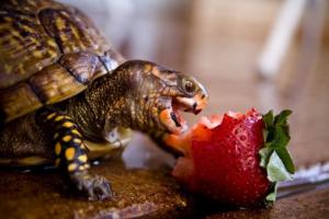 Правильное питание черепах