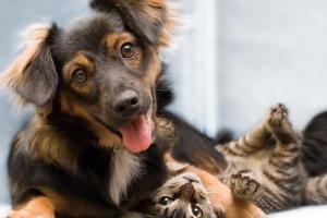 Кошки и собаки во Франции признаны «живыми существами»