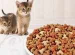 Питание кошек – что должен знать каждый хозяин