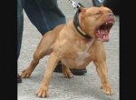 Топ 10 Самые опасные породы собак в мире