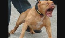 Топ 10 Самые опасные породы собак в мире