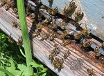 Пчеловодство — тоже бизнес