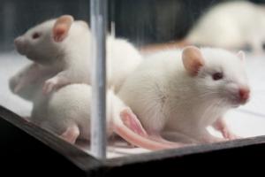 Мюнхенские защитники животных пытаются отыскать приют для трёхсот крыс