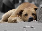 В России хотят ввести уголовную ответственность для «догхантеров»