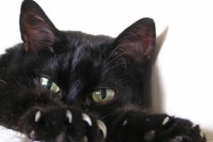 Черные кошки с белыми отметинами