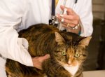 Вакцинация кошек: нужно ли это вам