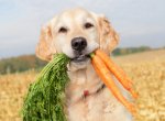 Фрукты и овощи в рационе собаки