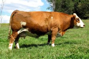 Преимущества и недостатки симментальской породы коров