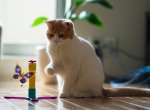 Гимнастика для кошек, сидящих взаперти