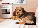 Как снять квартиру, если владельцы жилья против домашних животных