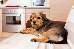 Как снять квартиру, если владельцы жилья против домашних животных