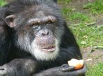 Решением суда было признано право на свободу шимпанзе