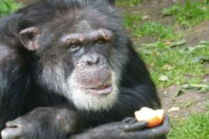 Решением суда было признано право на свободу шимпанзе