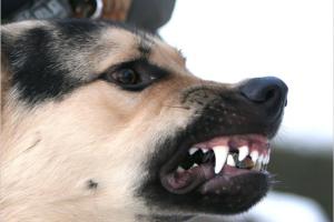 Проявление агрессии у собак