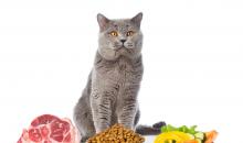 Налаживаем питание для своей кошки