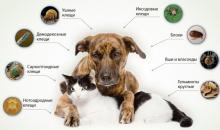 Профилактика заболеваний у собак и кошек с комплексным уходом за здоровьем