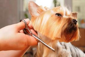 Почему важно регулярно стричь свою собаку