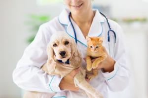 Как выбрать ветеринарную клинику для своего питомца?