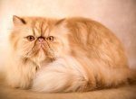 Все о персидских кошках – характер, уход, питание