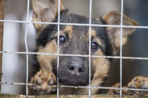 В Ачинске начали возводить приют для бездомных животных