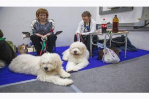 Международная выставка собак в Сокольниках