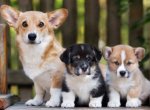 Вельш-корги – королевская порода собак