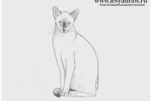 Как нарисовать кошку сфинкса карандашом поэтапно