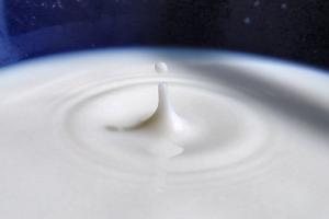 Экспорт молока – актуальный вопрос