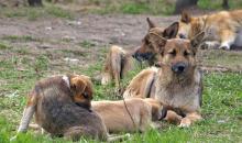 Интернет-пользователи выступают против уничтожения беспризорных животных в Кыргызстане