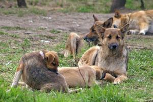 Интернет-пользователи выступают против уничтожения беспризорных животных в Кыргызстане
