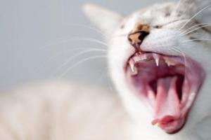 Заболевания ротовой полости у кошек