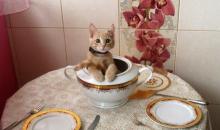 Как порадовать своего кота вкусным ужином?