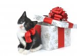 Кошка в подарок