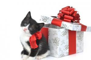 Кошка в подарок