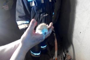 Белорусские спасатели вызволили котенка из обычного уличного фонаря
