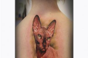 Челнинец сделал татуировку своему коту-сфинксу
