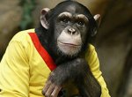 Суд Нью-Йорка рассмотрит права шимпанзе