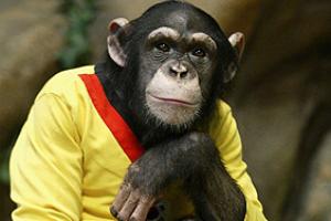Суд Нью-Йорка рассмотрит права шимпанзе