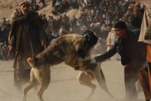Бой дикого кабана и бойцовских собак